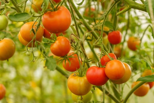 ripening tomatoes in a greenhouse on green stems
