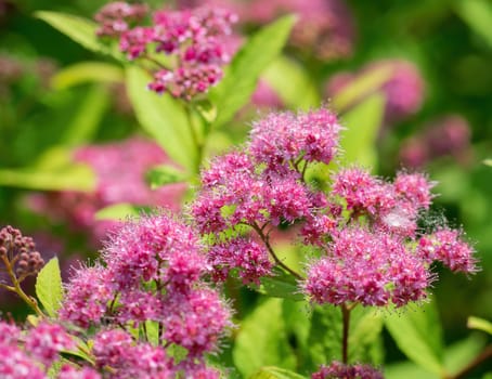 Blooming pink spirea on a spring day close-up outdoors.
