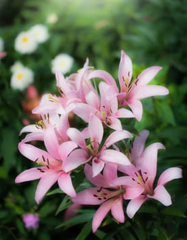 Beautiful flowers of pink lilies in the garden on a summer day.