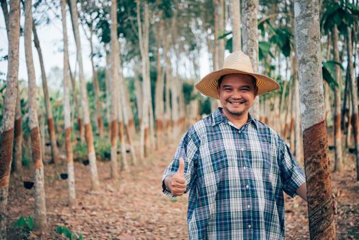 Asian man farmer agriculturist happy thumbs up at a rubber tree plantation with Rubber tree in row natural latex is a agriculture harvesting natural rubber in white milk color for industry in Thailand