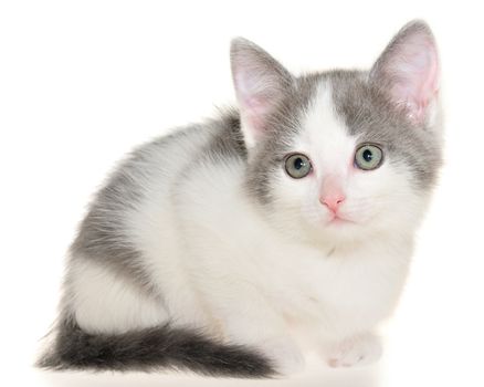 Bicolor gray-white small shorthair kitten lie isolated on a white background.