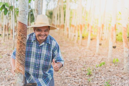 Asian man farmer agriculturist happy thumbs up at a rubber tree plantation with Rubber tree in row natural latex is a agriculture harvesting natural rubber in white milk color for industry in Thailand