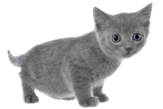 Small gray shorthair kitten go isolated on white background.