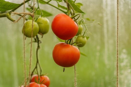 ripening tomatoes in a greenhouse on green stems