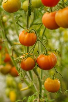 ripening tomatoes in a greenhouse on green stems