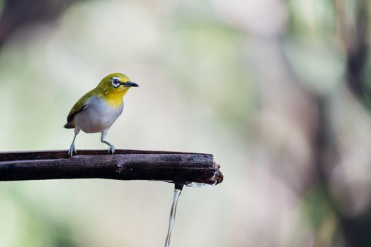 Bird (Swinhoe’s White-eye, Oriental white-eye, Zosterops simplex) with distinctive white eye-ring and overall yellowish upperparts perched on a tree in the nature wild