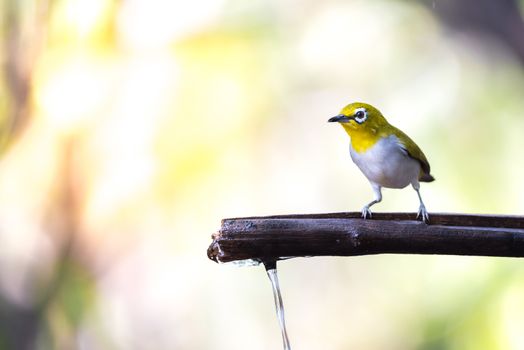 Bird (Swinhoe’s White-eye, Oriental white-eye, Zosterops simplex) with distinctive white eye-ring and overall yellowish upperparts perched on a tree in the nature wild