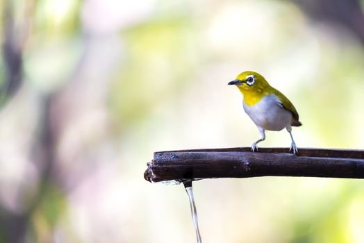 Bird (Swinhoe’s White-eye, Oriental white-eye, Zosterops simplex) with distinctive white eye-ring and overall yellowish upperparts perched on a tree in the nature wild