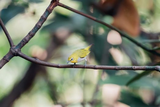 Bird (Swinhoe’s White-eye, Oriental white-eye, Zosterops simplex) with distinctive white eye-ring and overall yellowish upperparts perched on a tree in the nature wild