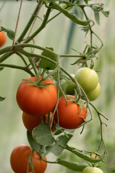 ripening tomatoes in a greenhouse on green stems