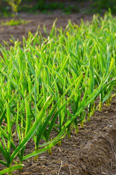 garden bed with green stalks of garlic, sunny spring day