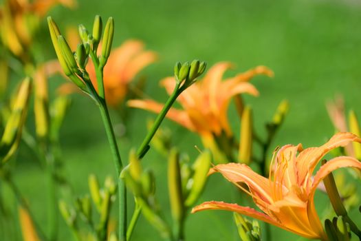 Beautiful flowers of orange lilies in the garden on a summer day.