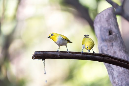 Bird (Swinhoe’s White-eye, Oriental white-eye, Zosterops simplex) with distinctive white eye-ring and overall yellowish upperparts perched on a tree in the nature wild