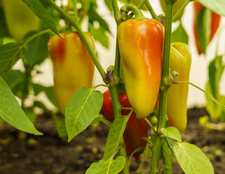 sweet peppers ripening in a greenhouse on green stems