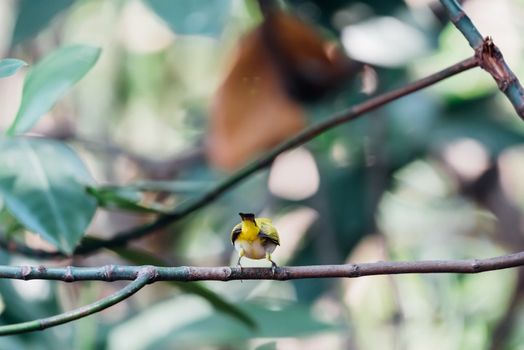 Bird (Swinhoe’s White-eye, Oriental white-eye, Zosterops simplex) with distinctive white eye-ring and overall yellowish upperparts perched on a tree in the nature wild