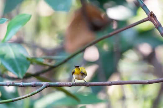 Bird (Swinhoe’s White-eye, Oriental white-eye, Zosterops simplex) with distinctive white eye-ring and overall yellowish upperparts perched on a tree in the nature wild