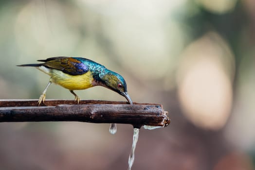 Bird (Brown-throated sunbird, Plain-throated sunbird) male has iridescent green and purple upperparts with chestnut on wing-coverts and scapulars primarily yellow perched on tree in the nature wild