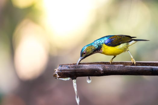 Bird (Brown-throated sunbird, Plain-throated sunbird) male has iridescent green and purple upperparts with chestnut on wing-coverts and scapulars primarily yellow perched on tree in the nature wild