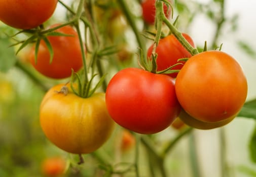 ripening tomatoes in a greenhouse on green stems