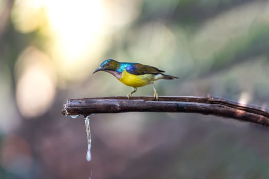 Bird (Brown-throated sunbird, Plain-throated sunbird) male has iridescent green and purple upperparts with chestnut on wing-coverts and scapulars primarily yellow perched on tree in the nature wild