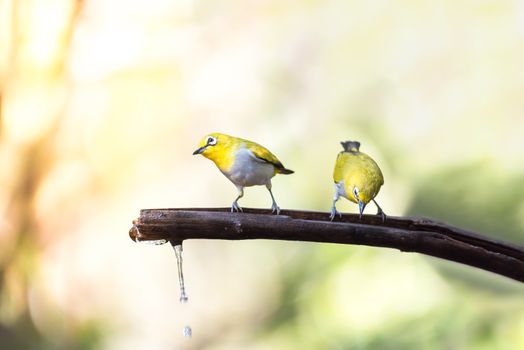 Bird (Swinhoe’s White-eye, Oriental white-eye, Zosterops simplex) with distinctive white eye-ring and overall yellowish upperparts perched on a tree in the nature wild