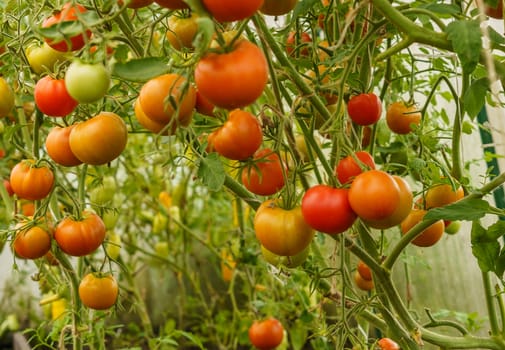 ripening tomatoes in a greenhouse on green stems