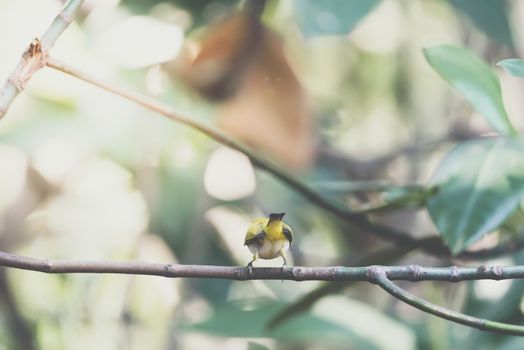 Bird (Swinhoe’s White-eye, Oriental white-eye, Zosterops simplex) with distinctive white eye-ring and overall yellowish upperparts perched on a tree in the nature wild