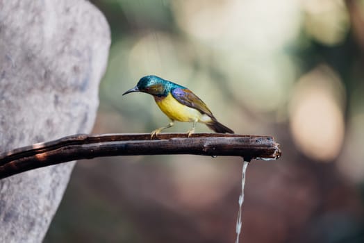 Bird (Brown-throated sunbird, Plain-throated sunbird) male has iridescent green and purple upperparts with chestnut on wing-coverts and scapulars primarily yellow perched on tree in the nature wild