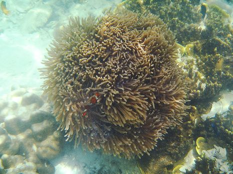 The Sea Anemones under the sea are invertebrates.