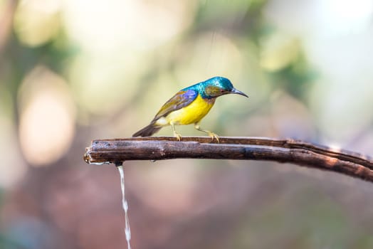 Bird (Brown-throated sunbird, Plain-throated sunbird) male has iridescent green and purple upperparts with chestnut on wing-coverts and scapulars primarily yellow perched on tree in the nature wild