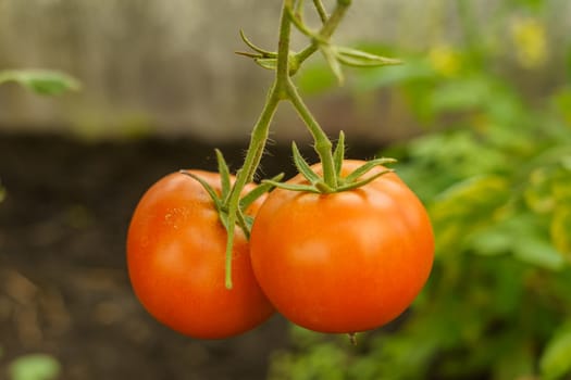 ripening tomatoes in a greenhouse on green stems