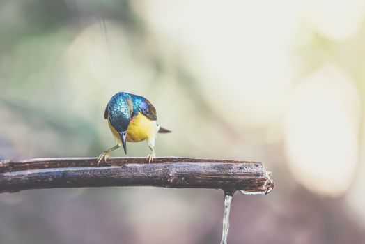 Bird (Brown-throated sunbird, Plain-throated sunbird) male has iridescent green and purple upperparts with chestnut on wing-coverts and scapulars primarily yellow perched on tree in the nature wild