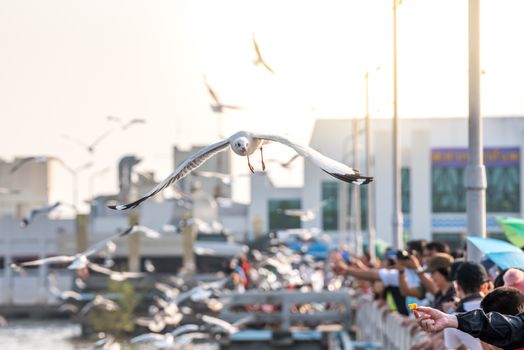 Bang Pu provides habitat for large flocks of migratory seagulls annually in the early winter visitors can enjoy with feeding thousands of seagulls