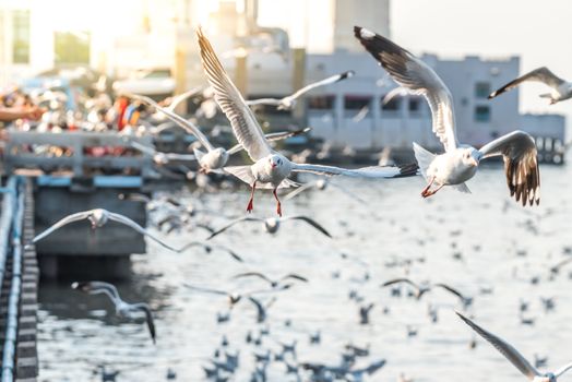 Bang Pu provides habitat for large flocks of migratory seagulls annually in the early winter visitors can enjoy with feeding thousands of seagulls