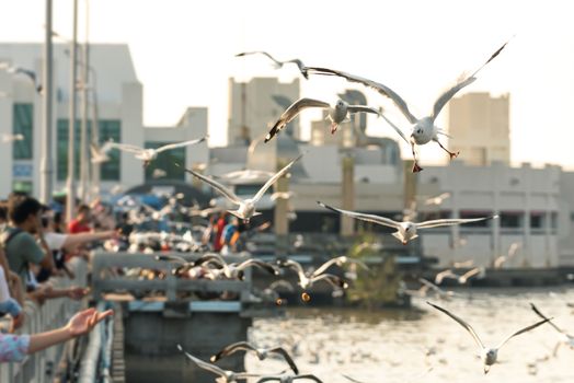 Bang Pu provides habitat for large flocks of migratory seagulls annually in the early winter visitors can enjoy with feeding thousands of seagulls