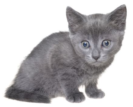 Small gray shorthair kitten sitting isolated on white background.