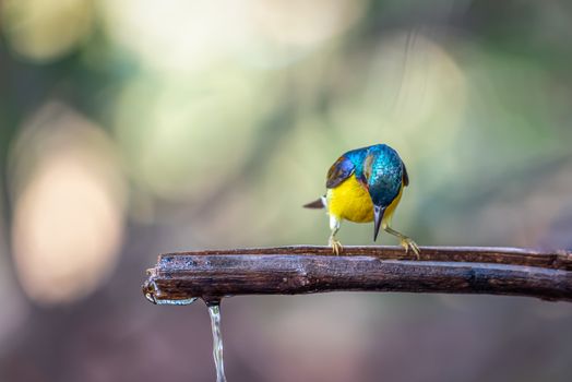 Bird (Brown-throated sunbird, Plain-throated sunbird) male has iridescent green and purple upperparts with chestnut on wing-coverts and scapulars primarily yellow perched on tree in the nature wild