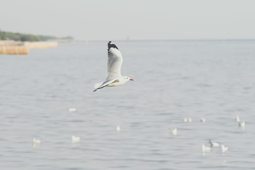 Bird (Seagulls, Laridae, Chroicocephalus brunnicephalus) white and gray color flying on the sky at a nature sea