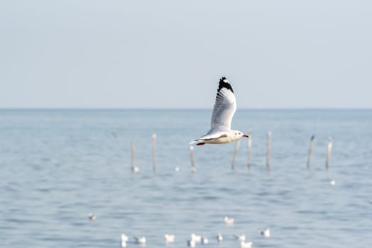 Bird (Seagulls, Laridae, Chroicocephalus brunnicephalus) white and gray color flying on the sky at a nature sea