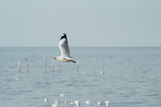 Bird (Seagulls, Laridae, Chroicocephalus brunnicephalus) white and gray color flying on the sky at a nature sea