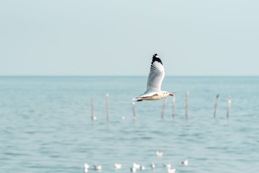 Bird (Seagulls, Laridae, Chroicocephalus brunnicephalus) white and gray color flying on the sky at a nature sea