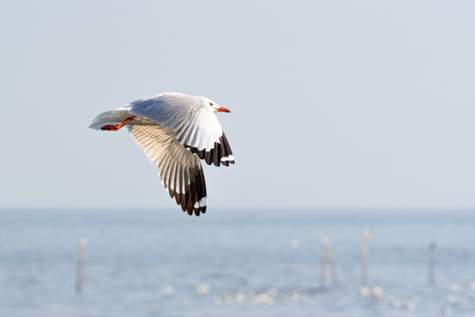 Bird (Seagulls, Laridae, Chroicocephalus brunnicephalus) white and gray color flying on the sky at a nature sea