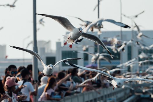 Bang Pu provides habitat for large flocks of migratory seagulls annually in the early winter visitors can enjoy with feeding thousands of seagulls