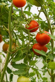 ripening tomatoes in a greenhouse on green stems
