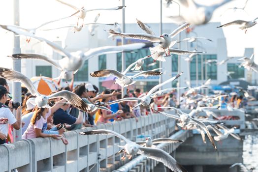 Bang Pu provides habitat for large flocks of migratory seagulls annually in the early winter visitors can enjoy with feeding thousands of seagulls