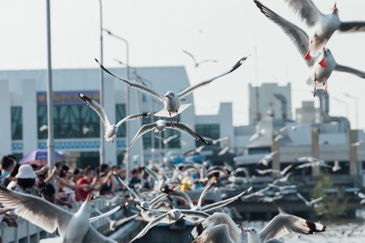 Bang Pu provides habitat for large flocks of migratory seagulls annually in the early winter visitors can enjoy with feeding thousands of seagulls