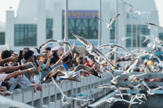 Bang Pu provides habitat for large flocks of migratory seagulls annually in the early winter visitors can enjoy with feeding thousands of seagulls