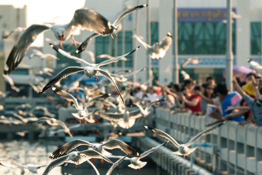 Bang Pu provides habitat for large flocks of migratory seagulls annually in the early winter visitors can enjoy with feeding thousands of seagulls