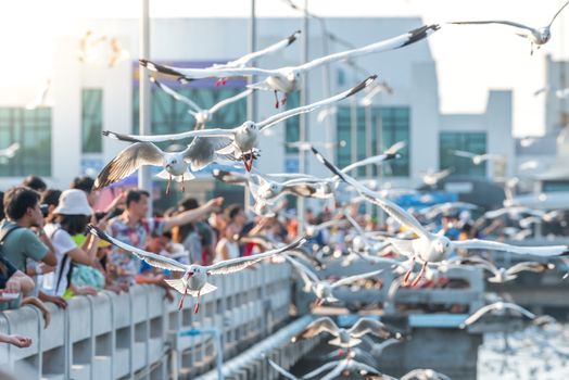 Bang Pu provides habitat for large flocks of migratory seagulls annually in the early winter visitors can enjoy with feeding thousands of seagulls