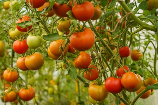 ripening tomatoes in a greenhouse on green stems